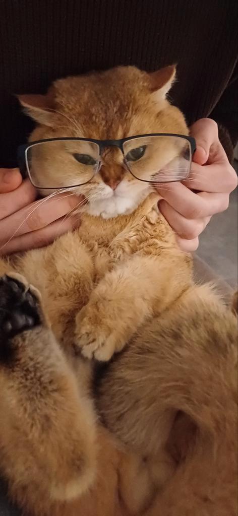 Dekater, Dieren en Toebehoren, Katten en Kittens | Raskatten | Korthaar, Kater, Ontwormd