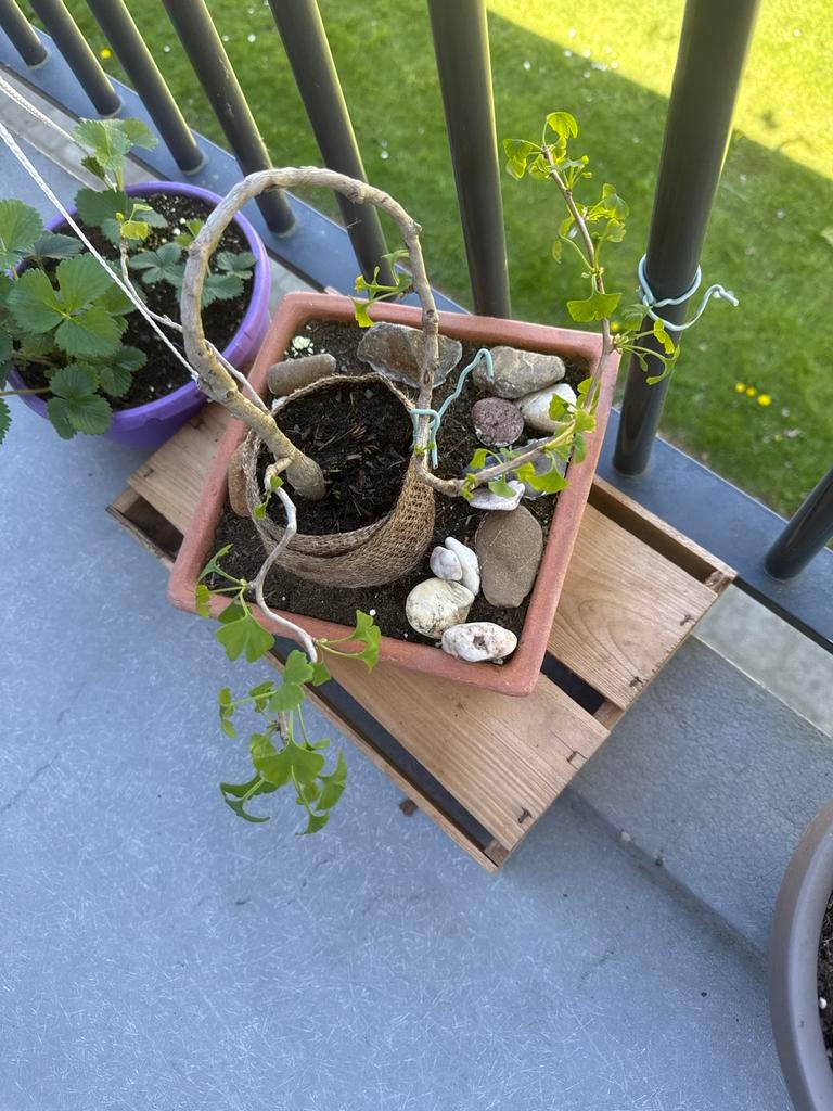 Ginkgo Biloba Bonsai in Terracotta Pot, Volle zon, Vaste plant, Bloeit niet, Ophalen