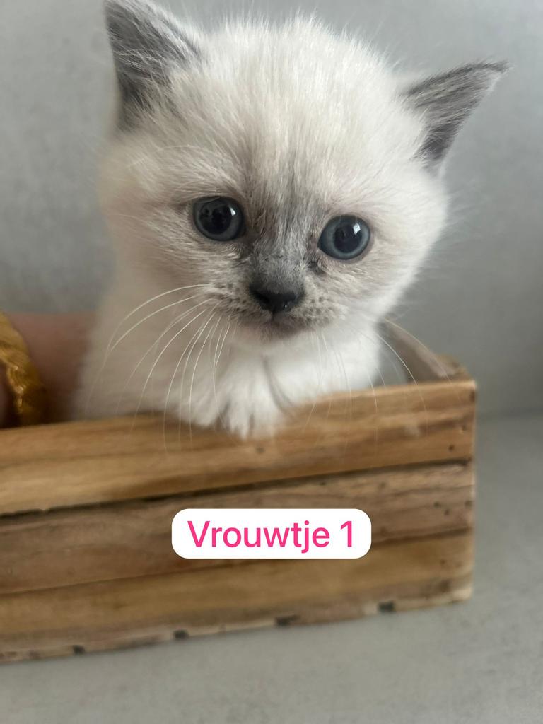 Ragdoll - Britse korthaar kittens nog 3 beschikbaar, Dieren en Toebehoren, Katten en Kittens | Raskatten | Langhaar, Meerdere dieren
