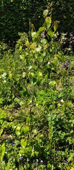 Jonge Berkenboom ( betula ), Ophalen, Halfschaduw, Overige soorten, 100 tot 250 cm