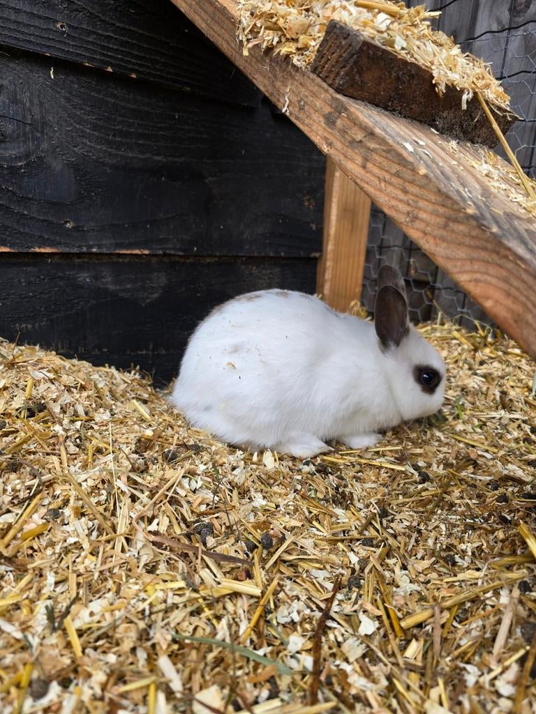 Tam wit konijntje (9 weken oud), Dieren en Toebehoren, Konijnen, Geslacht onbekend, Dwerg, 0 tot 2 jaar