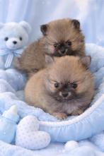 Twee pomchie reutjes, Parvo, Reu, 8 tot 15 weken, Meerdere