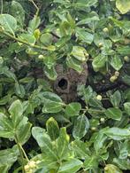 Aziatische hoornaar,  ,Vrijwillige basis, Ophalen of Verzenden, Overige soorten