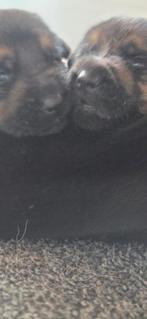 Duitse Herderpups. Met stamboom. Puppypakket., Parvo, 8 tot 15 weken, Meerdere, Meerdere dieren
