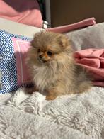 Pomeriaan pup teacup, Particulier, Keeshond, 8 tot 15 weken, Buitenland