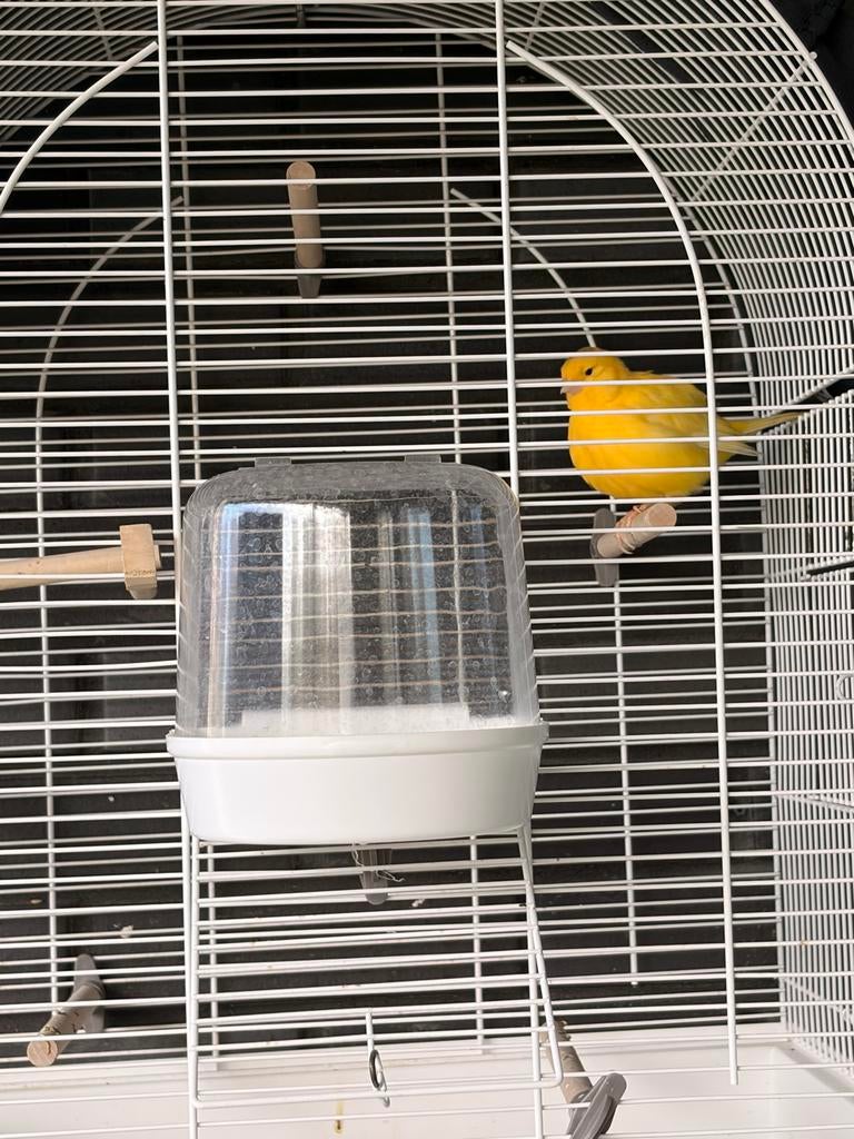 Mooie border kanarie, Dieren en Toebehoren, Vogels | Kanaries, Mannelijk, Kleurkanarie