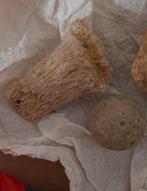 Drie fossielen schelp botje spons, Ophalen of Verzenden