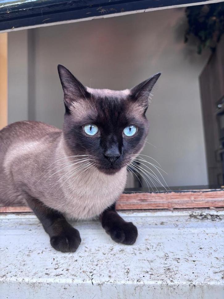 Dekkater sealpoint siamees (niet te koop), Dieren en Toebehoren, Katten en Kittens | Overige Katten, Kortharig, Kater, 0 tot 2 jaar