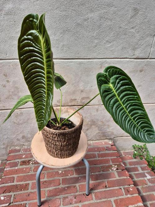 Anthurium Veitchii p17 (3), Huis en Inrichting, Kamerplanten, Overige soorten, Minder dan 100 cm, Ophalen of Verzenden