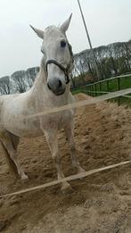 Spoed Gezocht weidegang en stalling, Dieren en Toebehoren, Weidegang, 1 paard of pony
