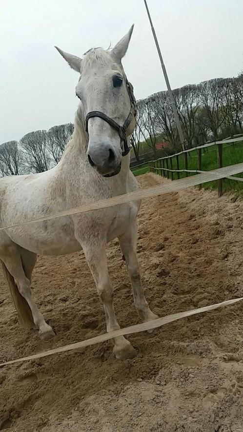 Spoed Gezocht weidegang en stalling, Dieren en Toebehoren, Stalling en Weidegang, Stalling, Weidegang, 1 paard of pony