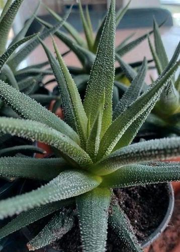 Tuin/kamerplant Haworthia Fasciata Concolor beschikbaar voor biedingen
