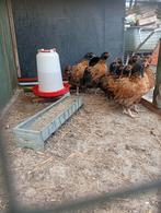 Orpington kuikens, Dieren en Toebehoren, Pluimvee, Geslacht onbekend, Kip
