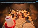 Diverse kuikens te koop, Dieren en Toebehoren, Pluimvee