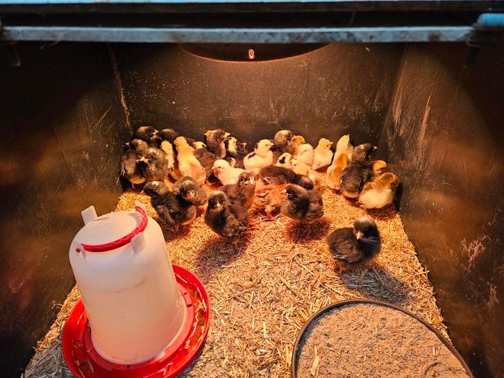 Diverse kuikens te koop, Dieren en Toebehoren, Pluimvee