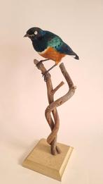 Opgezette drie kleur glansspreeuw taxidermie, Ophalen of Verzenden, Zo goed als nieuw, Vogel, Opgezet dier