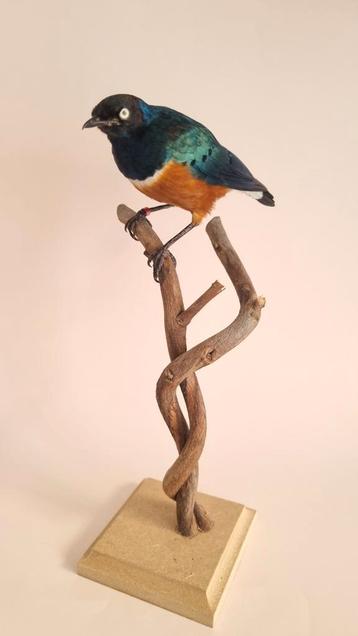 Opgezette drie kleur glansspreeuw taxidermie  beschikbaar voor biedingen