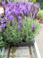 franse lavendel, Overige soorten, Volle zon, Vaste plant, Ophalen of Verzenden