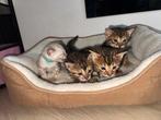 4 bengaalse kittens, Dieren en Toebehoren, Katten en Kittens | Raskatten | Korthaar, Meerdere dieren