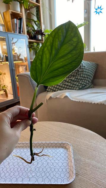 Monstera Pinnatipartita stek beschikbaar voor biedingen