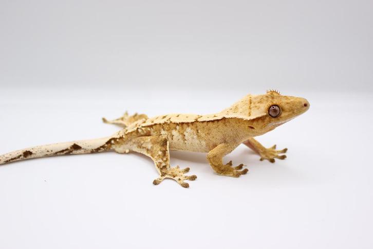 Wimpergekko/Crested Gecko/Correlophus Ciliatus, Dieren en Toebehoren, Reptielen en Amfibieën, Hagedis, 0 tot 2 jaar, Tam