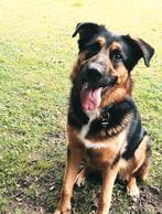 Duitse herder x Berner sennen, Dieren en Toebehoren, 6 jaar of ouder, Rabiës (hondsdolheid), Reu, Eén hond