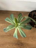 Mooie, gezonde vetplant, Ophalen