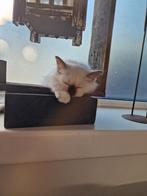 Heilige birmaan kittens met stamboom, Meerdere dieren, Gechipt