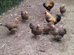 Wyandotte meerzomig patrijs en  meerzomig geelpatrijs, Dieren en Toebehoren, Geslacht onbekend, Kip