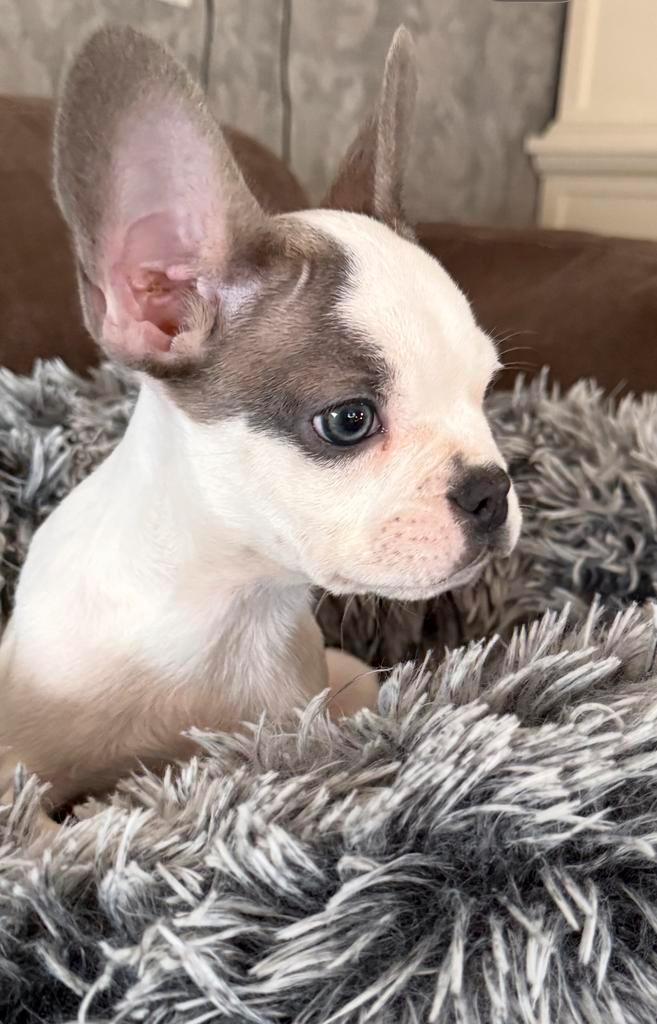 Franse Bulldog Puppy’s – Prachtig en Gezond Nestje, Dieren en Toebehoren, Honden | Bulldogs, Pinschers en Molossers, Meerdere dieren