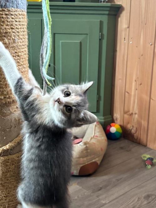 Kruising britse korthaar kittens zusjes & 1 broertje, Dieren en Toebehoren, Katten en Kittens | Raskatten | Korthaar, Meerdere dieren
