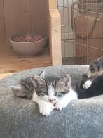Half Noorse Boskat kittens (polydactyl), Meerdere dieren
