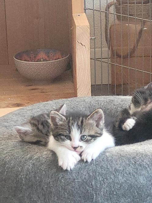 Half Noorse Boskat kittens (polydactyl), Dieren en Toebehoren, Katten en Kittens | Overige Katten, Meerdere dieren