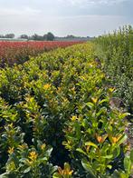 Vele soorten beplanting binnenkort leverbaar, Ophalen of Verzenden, Overige soorten, Haag, 250 cm of meer
