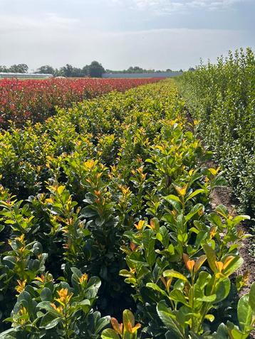 Vele soorten beplanting binnenkort leverbaar beschikbaar voor biedingen