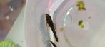 Bristlenose pleco., Dieren en Toebehoren, Vis, Zoetwatervis