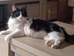 Te koop zeer lieve boskat vrouw, Dieren en Toebehoren, Katten en Kittens | Overige Katten, Poes