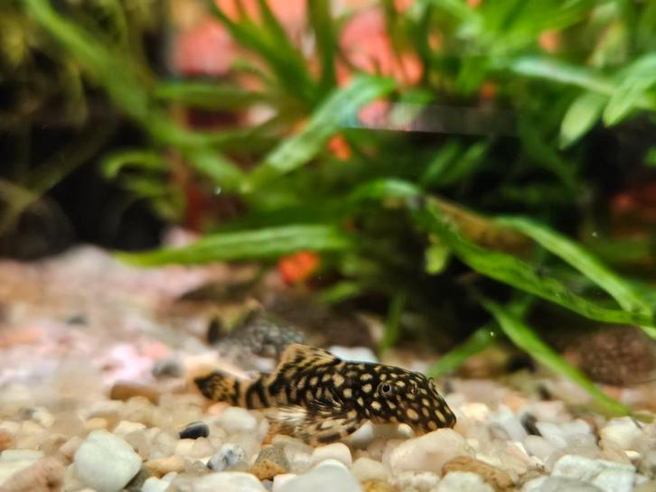 Ancistrus (borstelneus), verschillende leeftijden, Dieren en Toebehoren, Vissen | Aquariumvissen, Zoetwatervis, Vis