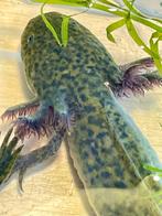 Axolotl,Ambystoma Mexicanum,salamander, Dieren en Toebehoren, Reptielen en Amfibieën