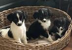 Prachtige BORDER COLLIE x FRIESE STABIJ pups, Dieren en Toebehoren, Nederland, CDV (hondenziekte), 8 tot 15 weken, Meerdere