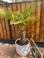 Palmboom met pot, Volle zon, Ophalen of Verzenden, Palmboom