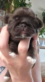 Mooie Choco Shih tzu met Stamboom en meer, Dieren en Toebehoren, Honden | Chihuahua's en Gezelschapshonden, CDV (hondenziekte)