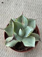 Agave Dragionis, Tuin en Terras, Planten | Tuinplanten, Ophalen of Verzenden, Bloeit niet, Overige soorten, Volle zon