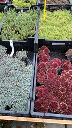 Rots planten,  30 soorten in juli 25 voor €25,00, Ophalen, Zomer, Overige soorten, Volle zon