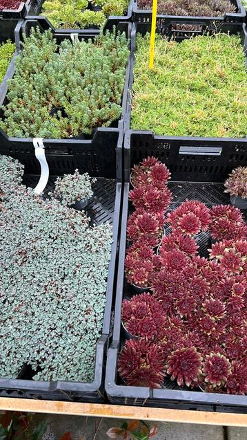 Rots planten,  30 soorten in juli 25 voor €25,00 beschikbaar voor biedingen