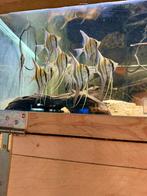 Wildvang Pterophyllum Altum rio orinoco 15+cm, Vis, Zoetwatervis, Schoolvis