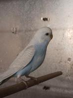 Grasparkiet 8 weken oud, Dieren en Toebehoren, Vogels | Parkieten en Papegaaien, Mannelijk, Parkiet