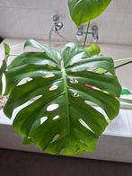 monstera stekken , groot blad, Ophalen, Overige soorten, Halfschaduw, Minder dan 100 cm