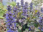 Kruipend zenegroen, 10 stekjes,bodembedekker(Ajuga reptans), Ophalen, Bodembedekkers, Volle zon, Vaste plant