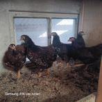 Wyandotte hennen, Dieren en Toebehoren, Pluimvee, Vrouwelijk, Kip